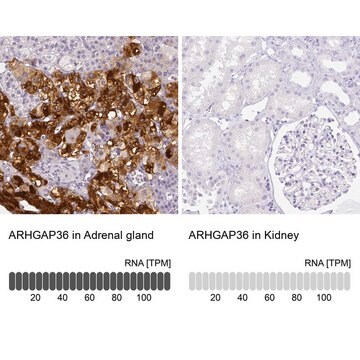 Anti-ARHGAP36 antibody produced in rabbit Prestige Antibodies&#174; Powered by Atlas Antibodies, affinity isolated antibody, buffered aqueous glycerol solution