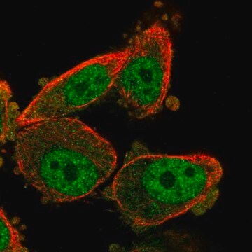 Anti-WT1 antibody produced in rabbit Prestige Antibodies&#174; Powered by Atlas Antibodies, affinity isolated antibody