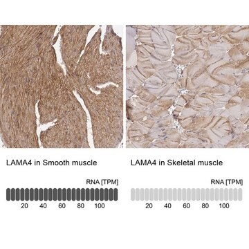 Anti-LAMA4 antibody produced in rabbit Prestige Antibodies&#174; Powered by Atlas Antibodies, affinity isolated antibody, buffered aqueous glycerol solution