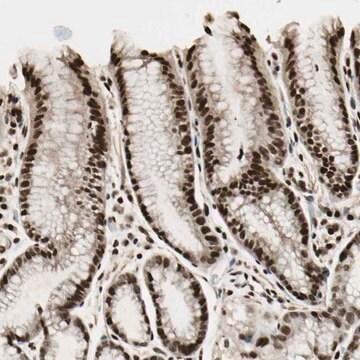 Anti-TSHZ3 antibody produced in rabbit Prestige Antibodies&#174; Powered by Atlas Antibodies, affinity isolated antibody, buffered aqueous glycerol solution