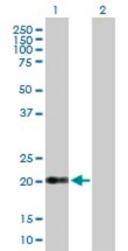 Anti-CLDN15 antibody produced in mouse purified immunoglobulin, buffered aqueous solution