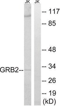 Anti-GRB2 antibody produced in rabbit affinity isolated antibody