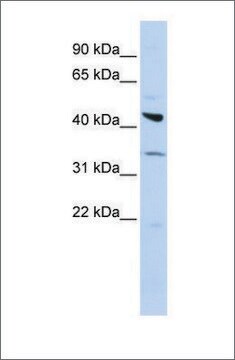 Anti-ADRB2 affinity isolated antibody