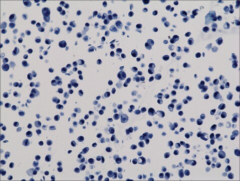 Anti-His-Tag antibody, Rabbit monoclonal recombinant, expressed in HEK 293 cells, clone RM146, purified immunoglobulin