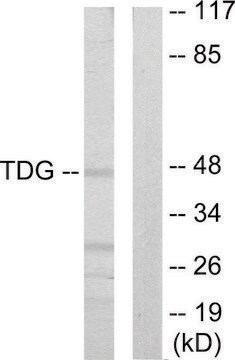 Anti-TDG antibody produced in rabbit affinity isolated antibody