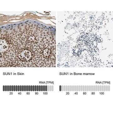 ANTI-SUN1 antibody produced in rabbit Ab2, Prestige Antibodies&#174; Powered by Atlas Antibodies, affinity isolated antibody, buffered aqueous glycerol solution