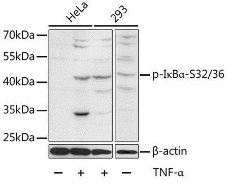 Anti-Phospho-I&#954;B&#945;-S32/36 antibody produced in rabbit