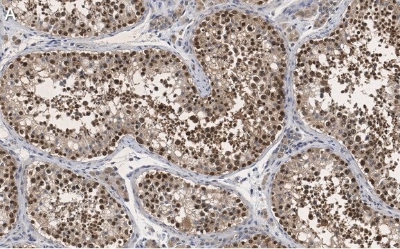 Anti-PER2 Antibody, clone 1G17 ZooMAb&#174; Rabbit Monoclonal recombinant, expressed in HEK 293 cells