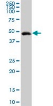 Anti-GIF antibody produced in rabbit purified immunoglobulin, buffered aqueous solution