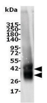 A2A (Adenosine Receptor A2A) recombinant, expressed in Sf9 cells