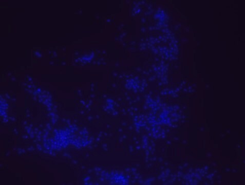 Porphyromonas gingivalis FISH probe - ATTO488 Probe for fluorescence in situ hybridization (FISH)