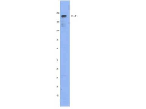 Anti-Scribble Antibody clone 7C6.D10, Chemicon&#174;, from mouse