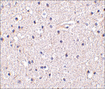 Anti-Nicastrin (ab1) antibody produced in rabbit IgG fraction of antiserum, buffered aqueous solution