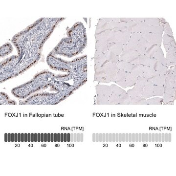 Monoclonal Anti-FOXJ1 antibody produced in mouse Prestige Antibodies&#174; Powered by Atlas Antibodies, clone CL3991, purified immunoglobulin