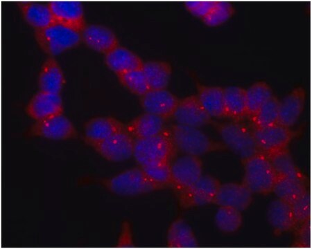 Monoclonal Anti-gammaTubulin antibody produced in mouse clone TU-30