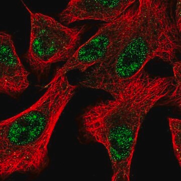 Anti-DOCK1 antibody produced in rabbit Prestige Antibodies&#174; Powered by Atlas Antibodies, affinity isolated antibody