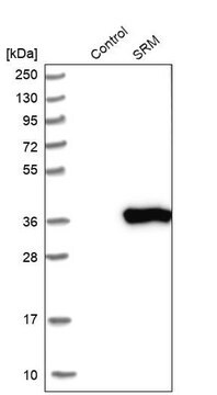 Anti-SRM antibody produced in rabbit Prestige Antibodies&#174; Powered by Atlas Antibodies, affinity isolated antibody, buffered aqueous glycerol solution