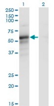 Monoclonal Anti-PAIP1 antibody produced in mouse clone 7E7, ascites fluid