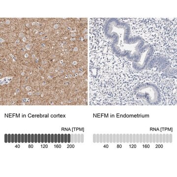 Anti-NEFM antibody produced in rabbit Prestige Antibodies&#174; Powered by Atlas Antibodies, affinity isolated antibody, buffered aqueous glycerol solution, Ab2