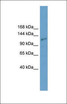 Anti-PLEKHA7 antibody produced in rabbit affinity isolated antibody