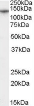 Anti-CACNA2D1 antibody produced in goat affinity isolated antibody, buffered aqueous solution