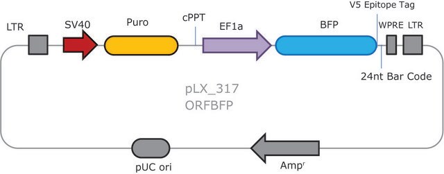 MISSION&#174; TRC3 ORF BFP DNA Control