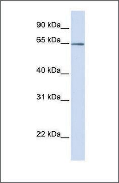 Anti-OPTN antibody produced in rabbit affinity isolated antibody