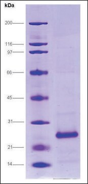 HCV-NS4A/NS3-1b Protease, Histag, strain HC-J4 from hepatitis C virus recombinant, expressed in E. coli, &#8805;80% (SDS-PAGE)