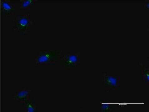 Monoclonal Anti-ACBD3 antibody produced in mouse clone 2H2, purified immunoglobulin, buffered aqueous solution