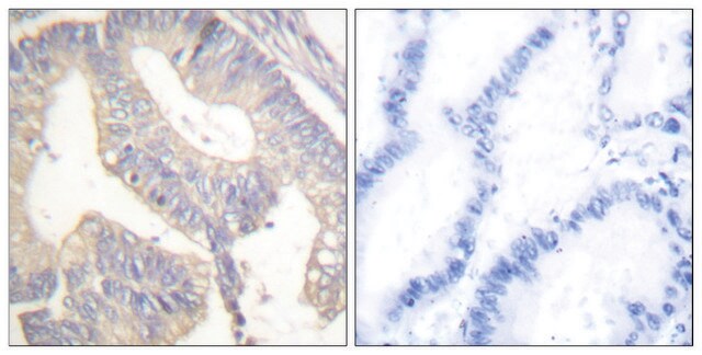 Anti-Gastrin antibody produced in rabbit affinity isolated antibody