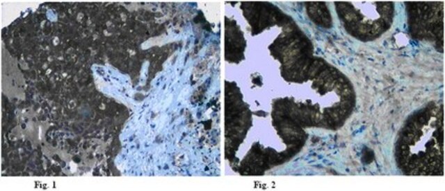 Anti-Claudin-5 Antibody from rabbit, purified by affinity chromatography