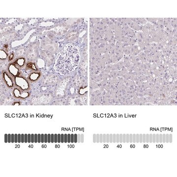 Anti-SLC12A3 antibody produced in rabbit Prestige Antibodies&#174; Powered by Atlas Antibodies, affinity isolated antibody, buffered aqueous glycerol solution