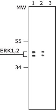 Anti-MAP Kinase (ERK-1, 351-368) antibody produced in rabbit IgG fraction of antiserum, buffered aqueous solution