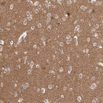 Anti-ADGRL3 antibody produced in rabbit Prestige Antibodies&#174; Powered by Atlas Antibodies, affinity isolated antibody, buffered aqueous glycerol solution