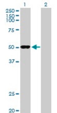 Anti-ODC1 antibody produced in rabbit purified immunoglobulin, buffered aqueous solution