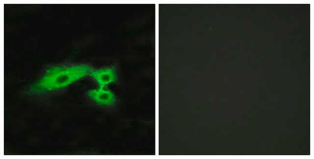 Anti-MAS1L antibody produced in rabbit affinity isolated antibody