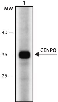 Anti-CENPQ (36-50) antibody produced in rabbit IgG fraction of antiserum