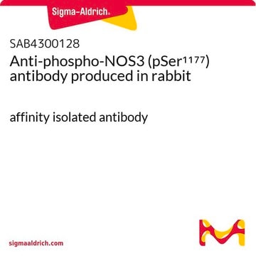 Anti-phospho-NOS3 (pSer1177) antibody produced in rabbit affinity isolated antibody