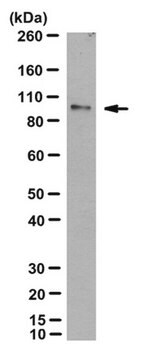 Anti-Ago1 Antibody, clone 4B8 clone 4B8, from rat