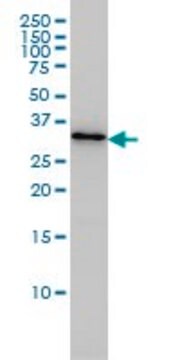 Monoclonal Anti-PDCL3 antibody produced in mouse clone 1F10, ascites fluid