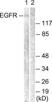 Anti-EGFR antibody produced in rabbit affinity isolated antibody