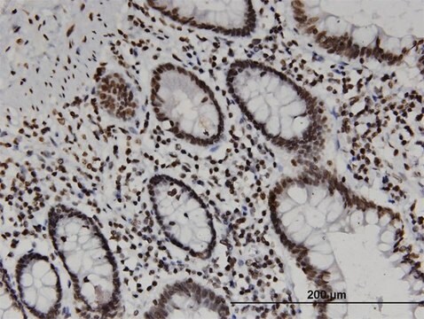 Monoclonal Anti-CD3EAP antibody produced in mouse clone 6A6, purified immunoglobulin, buffered aqueous solution