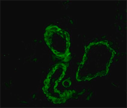 Anti-Mouse IgG (Fc specific)–FITC antibody produced in goat affinity isolated antibody, buffered aqueous solution