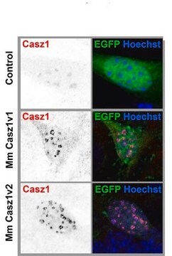 Anti-CASZ1 Antibody from guinea pig