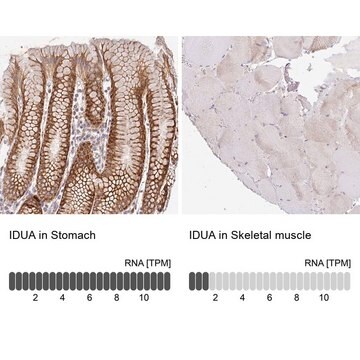 Anti-IDUA antibody produced in rabbit Prestige Antibodies&#174; Powered by Atlas Antibodies, affinity isolated antibody, buffered aqueous glycerol solution