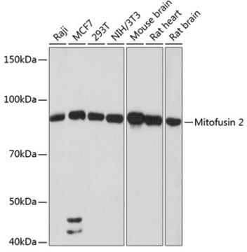 Anti-Mitofusin 2 Antibody, clone 4H10F8, Rabbit Monoclonal