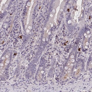 Anti-MRGPRX2 antibody produced in rabbit Prestige Antibodies&#174; Powered by Atlas Antibodies, affinity isolated antibody, buffered aqueous glycerol solution