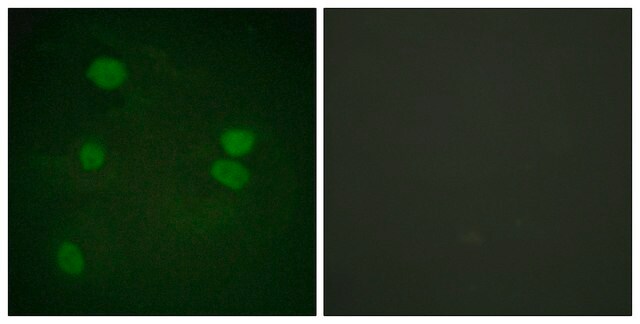 Anti-Histone H3 antibody produced in rabbit affinity isolated antibody