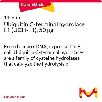 Ubiquitin C-terminal hydrolase L1 (UCH-L1), 50 &#181;g From human cDNA, expressed in E. coli. Ubiquitin C-terminal hydrolases are a family of cysteine hydrolases that catalyze the hydrolysis of amides, esters &amp; thioesters of the C-terminus of ubiquitin.