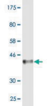 Monoclonal Anti-MCPH1 antibody produced in mouse clone 6F5, purified immunoglobulin, buffered aqueous solution